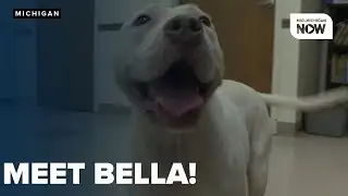 RESCUE ROUNDUP: After a rough start, Bella