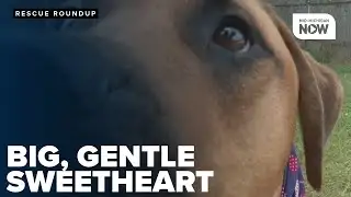 RESCUE ROUNDUP: Gentle giant Bentley seeks a loving home