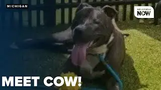 RESCUE ROUNDUP: Pit bull mix 