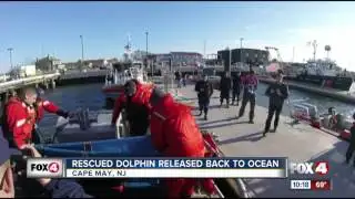 Rescued dolphin released back to the ocean