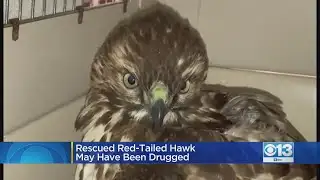 Rescued Red-Tailed Hawk May Have Been Drugged