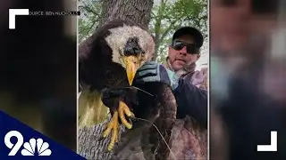 Rescuers save injured bald eagle