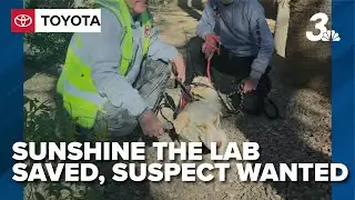 Rescuers save lost Labrador, seek suspect in wetlands camera vandalism