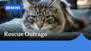 Rescuers shocked after newly adopted kitten dumped within 12 hours | ABC NEWS