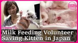 Rescuing tiny kittens: 200 lives saved by a 24/7 Milk feeding volunteer