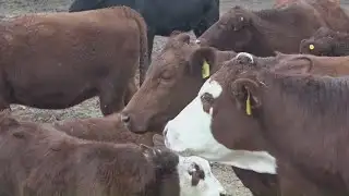 Research finds tariffs negatively impact NC farmers