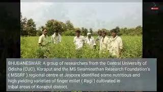 Researchers find high yielding, nutrition rich ragi varieties from Koraput