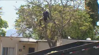Residents at Alpine apartment complex upset over tree removals underway