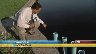 Residents rescue manatee trapped in pipes