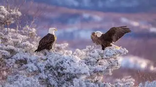 RESTORE YOUR Nervous System 🌿 Relaxing Music for Anxiety Relief, Calm Thoughts & Sleep