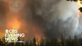 Restoring Pacific Northwest forests decimated by wildfires