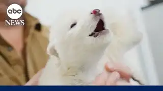 Return of the Dire Wolf: Scientists tout breakthrough as critics ponder implications