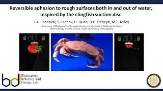 Reversible adhesion inspired by the clingfish