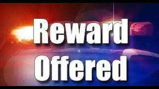 Reward offered for information on wolf