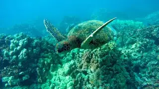 Rising temperatures threatening sea turtles