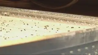 Roaches Shut Down Public Defender