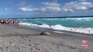 Rocky the Loggerhead sea turtle has a second chance at life