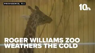 Roger Williams zoo animals keep warm during frigid weather