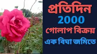 Rose Garden । গোলাপ বাগান । কালো গোলাপ ।যশোরের গোলাপ ।