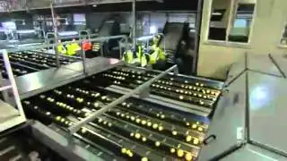 Rotten potatoes have costly flow-on effect