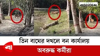তিন বাঘের দখলে বন কার্যালয়, অবরুদ্ধ কর্মীরা | Royal Bengal tiger | Bagerhat Sundarban