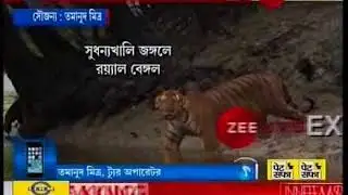 Royal Bengal Tiger found at Sundorban