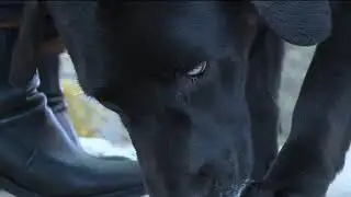 RTD cracking down on fake service animals