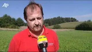 Runaway Cow Captures German Hearts