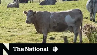 Runaway cows evade capture in Quebec