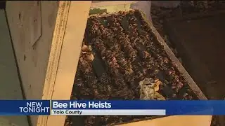 Sacramento Beekeeper Stung By Thieves