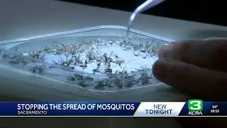 Sacramento targets invasive mosquitoes with new technology