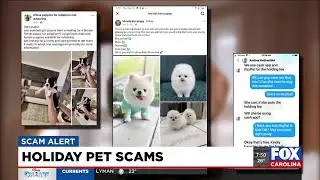 Safety Alert: Holiday pet scams