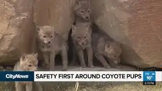 Safety first around coyote pups