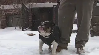 Safety tips for your pets during extreme cold