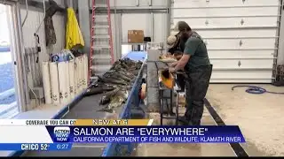 Salmon return to Klamath River after dam removal