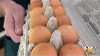 Salmonella outbreak linked to eggs sickens 95 people, CDC says