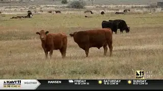 Salute to Idaho Agriculture: Winterizing cattle