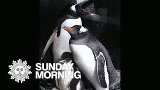 Same-sex penguins raise a baby chick