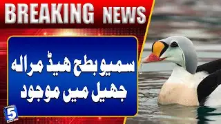 Samuel Duck Spotted at Marala Lake | Breaking News | Channel5NewsHD