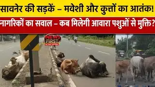 Saoner News: सावनेर की सड़कें – मवेशी और कुत्तों का आतंक| #saonernews | NEWS FIRST