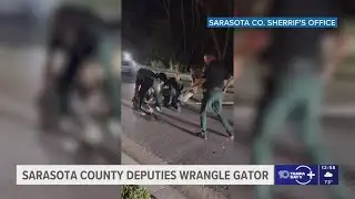 Sarasota deputies wrangle 14-foot, 600-pound alligator