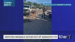 Sarasota deputies wrangle gator in 7-Eleven parking lt