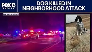 Sarasota man and his dogs attacked while on walk