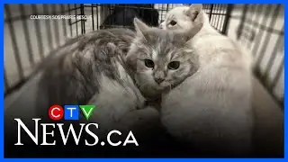 Sask. rescuers save 30 cats from dilapidated Wynyard home