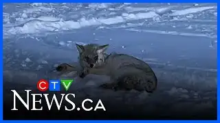Sask. seeks suspects who crushed coyotes on their snowmobiles