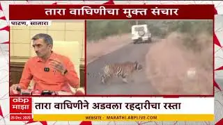 Satara News : साताऱ्यात तारा वाघिणीचा मुक्त संचार, अडवला रहदारीचा रस्ता