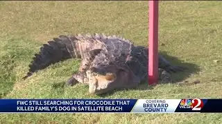 Satellite Beach neighbors concerned after crocodile killed pet dog