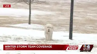 Saturday morning snowfall in Greenville and surrounding areas