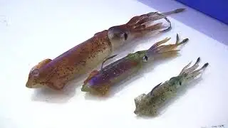 SAVAGE GEAR news EFTTEX 2018