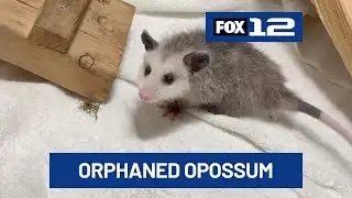Say hello to Nigel: Oregon Zoo welcomes tiny orphaned opossum